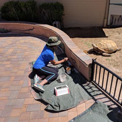 Detailed wildlife mural featuring native desert animals in their natural habitat.