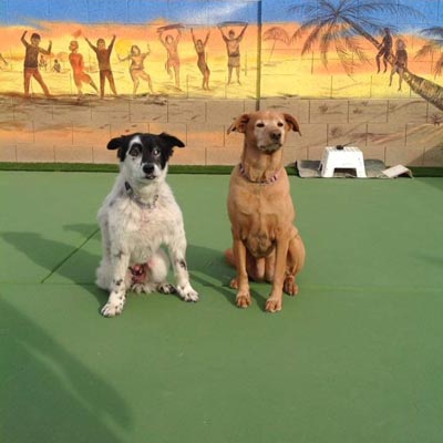 Custom colorful pickleball court wall mural for a vibrant sports-themed backyard.